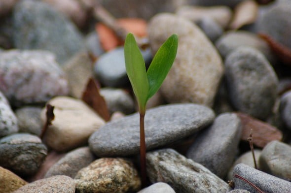 Seedling emerges from rocks