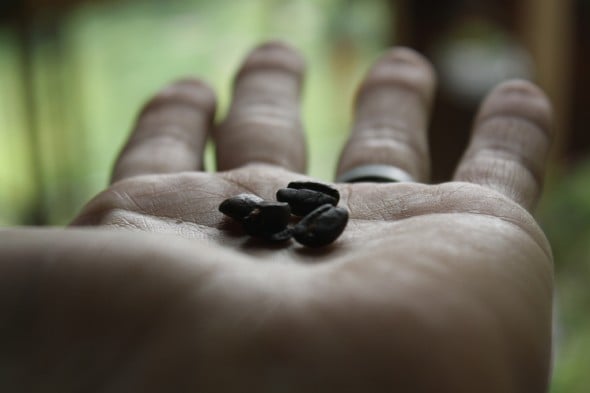 Roasted coffee bean in palm of hand