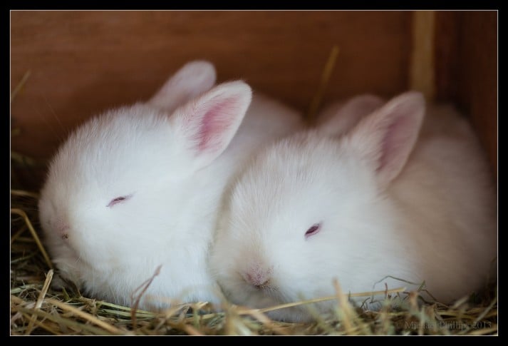 bunnies-sleeping-713x485.jpg