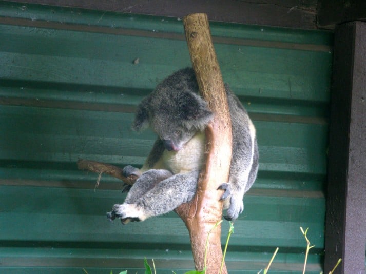 sleeping-koala-713x534.jpg