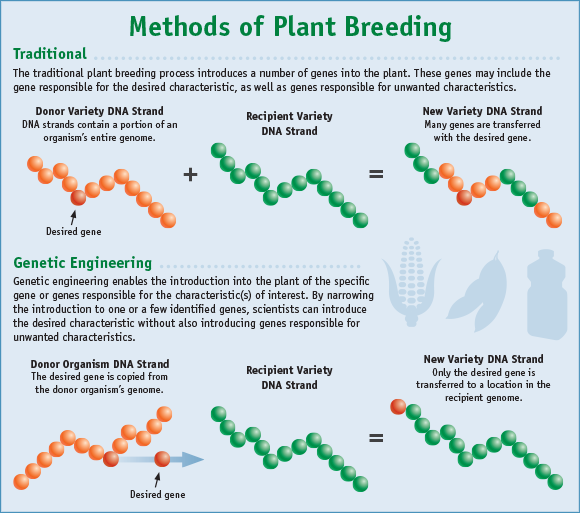 traditional_breeding_vs_genetic_engineering