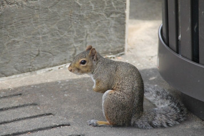 squirrel posture