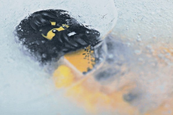 A LEGO Caveman frozen in ice, wondering if the Paleo Diet is dangerous