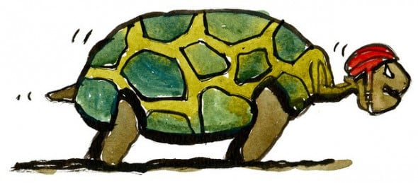 turtle wearing helmet