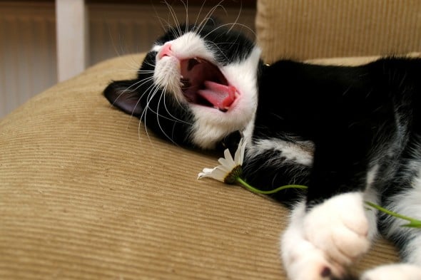 A cat Bored and Yawning