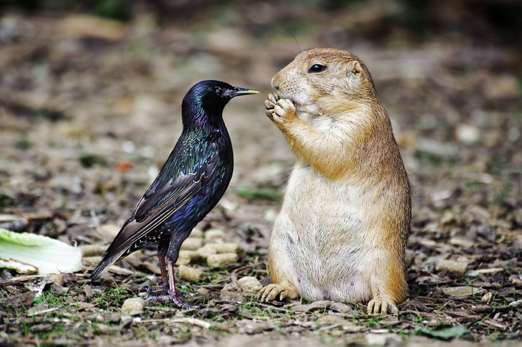 squirrel and bird