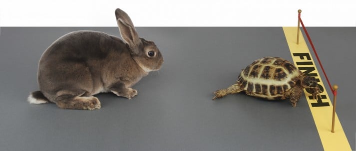 tortoise and bunny