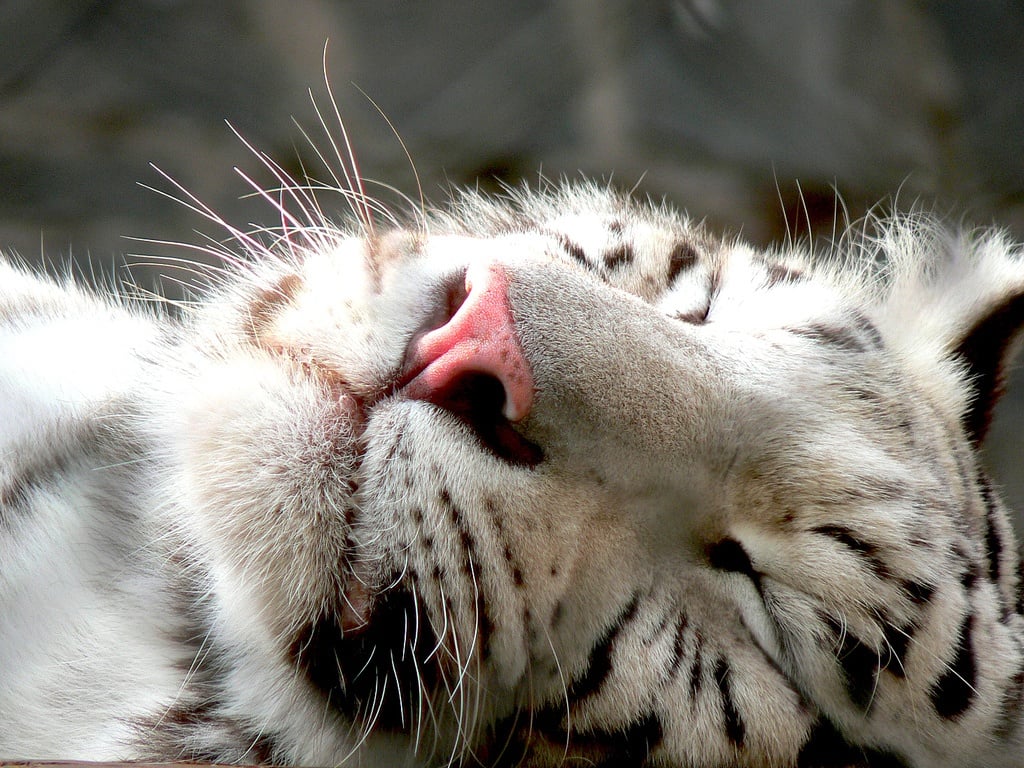 Even this tiger looks cute when he sleeps!