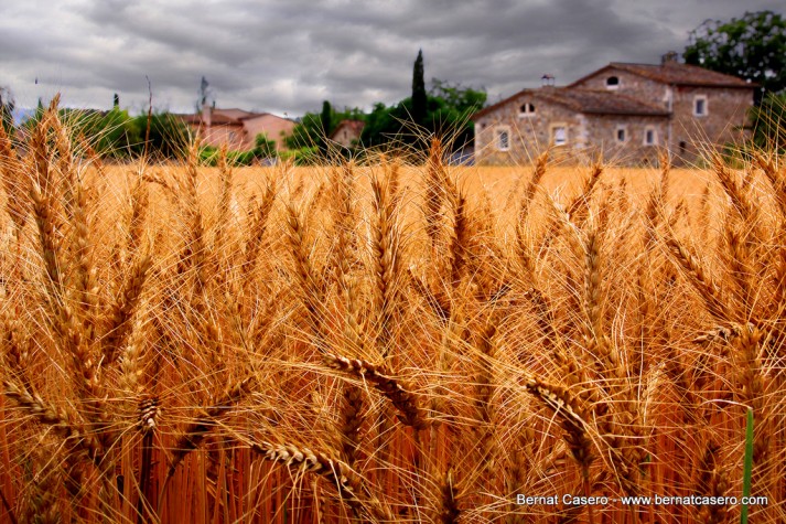 wheat gluten