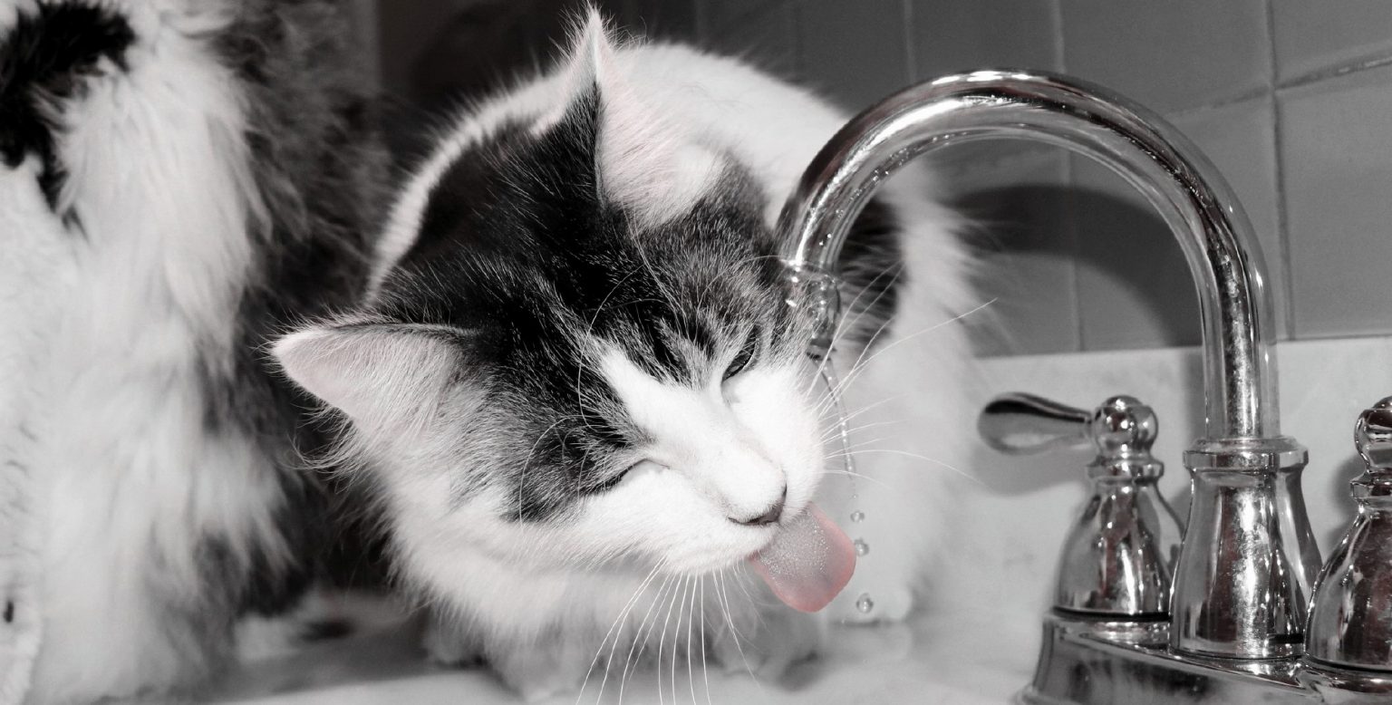 How Much Water Do I Need? (Guide to H2O) Nerd Fitness