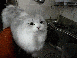 A gif of a cat drinking water