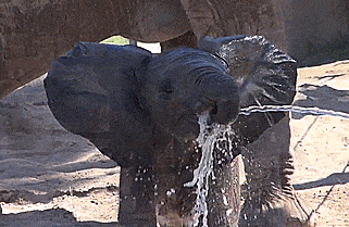 A cute elephant drinking from a hose.