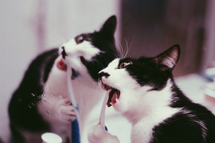 Cat Brush Teeth