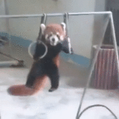 See! Anyone (like this panda) can use gymnastic rings!