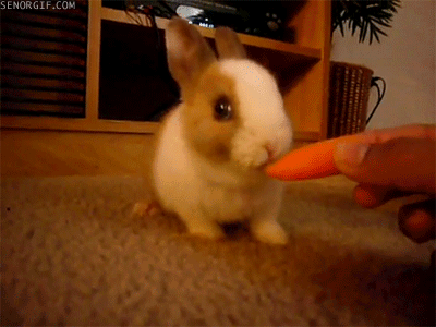 This carrot will definitely knock this bunny out of ketosis. 