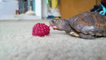 Berries MIGHT be low-carb, but I doubt this turtle cares.