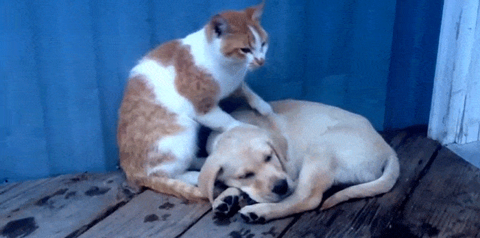A friendly massage, like shown here with this cat and dog, might help with DOMS.