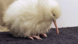 Come on, how cute is this little kiwi.