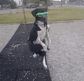 This dog keeps his swinging to the playground.