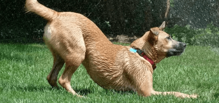 A dog doing a downward dog