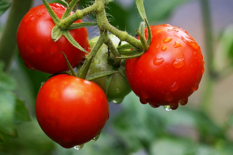 o matter what "diet" you pick, eating actual plants is a good idea.