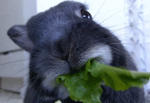 This rabbit loves to eat his greens.