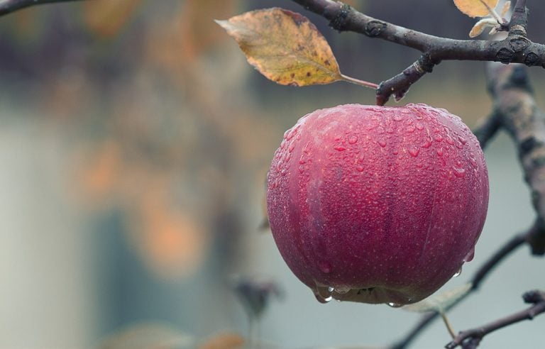 fruit apple - Should I Eat Fruit? Is Fruit Good for You?