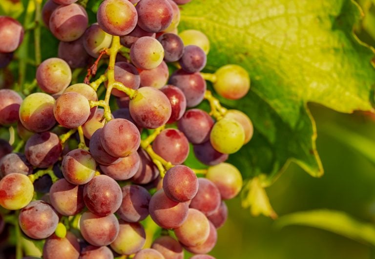 fruit grapes - Should I Eat Fruit? Is Fruit Good for You?