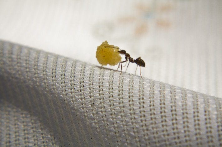 This ant only practices intermittent fasting when it can't find food.