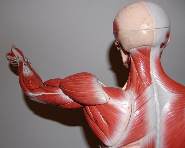 ¡El ayuno puede ayudar a estimular la hipertrofia muscular!