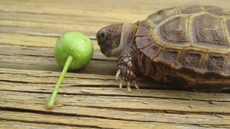 Like this turtle, you may reach a point where you have to eat more to gain muscle.