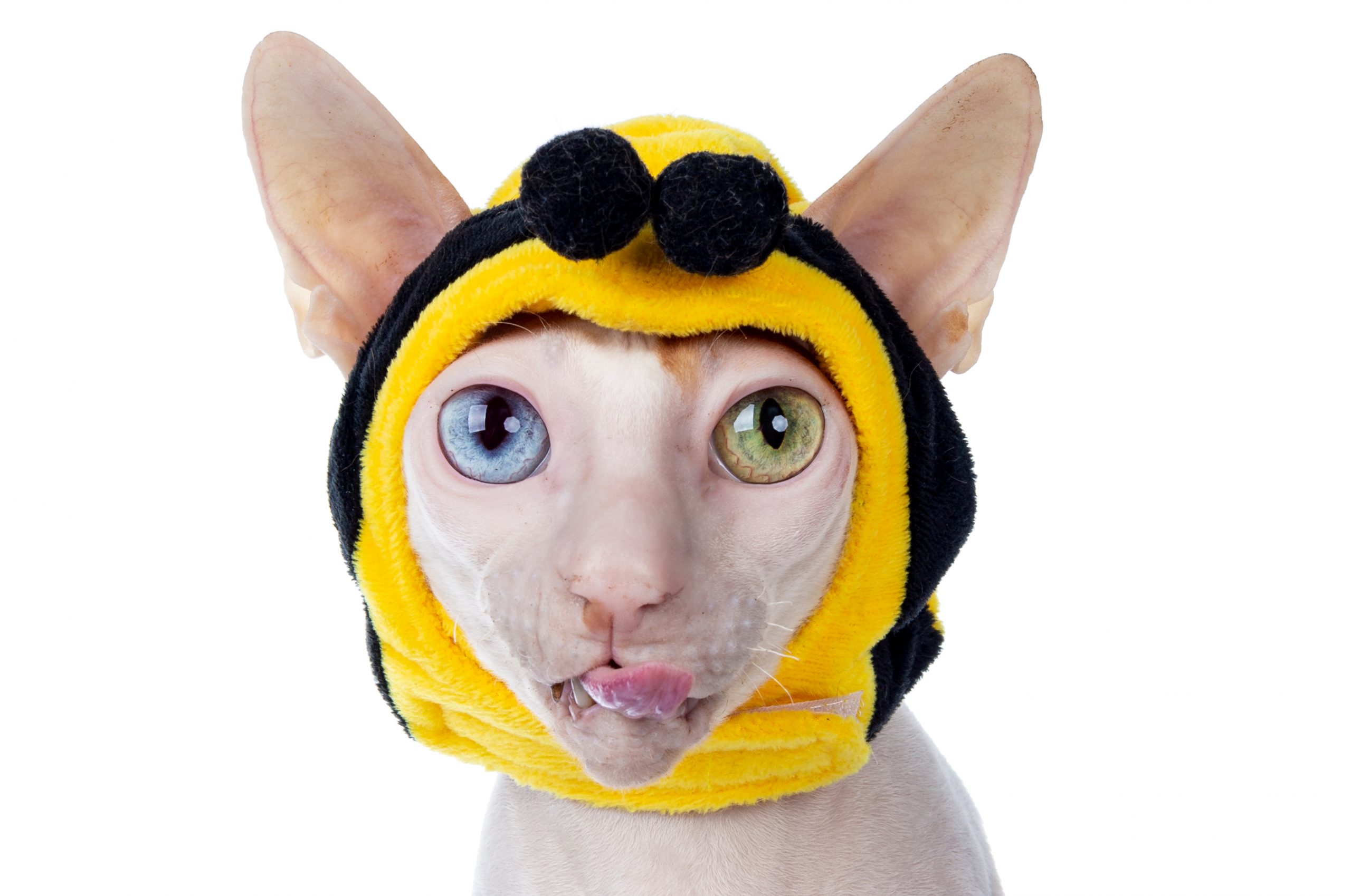 Hairless cat with mask on white