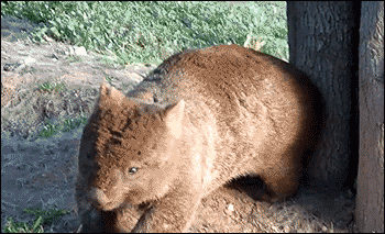 Even wombats want to learn about how to measure body fat percentages
