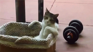 This cat put his kettlebell away so he can rest and grow muscle.