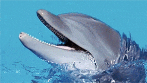 A dolphin in honor of Douglas Adams.