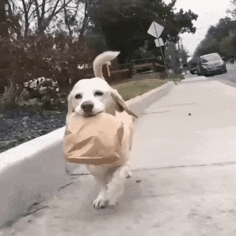 Since this adorable dog portion controls, he's walking home with his meal for later.