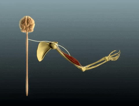 This gif shows an arm bending from a neuromuscular junciton 