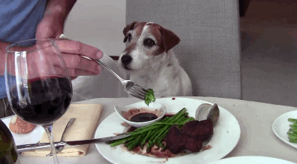 A dog eating a fancy dinner